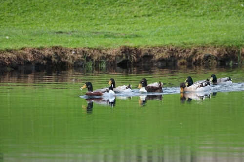 Domestic Mallard photographed in Hawaii