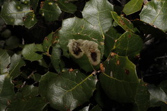 Phyllonorycter belotella