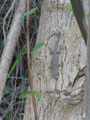 Hemidactylus mabouia