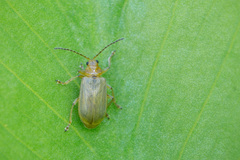 Galerucella nymphaeae