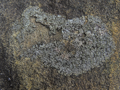 Phaeophyscia adiastola