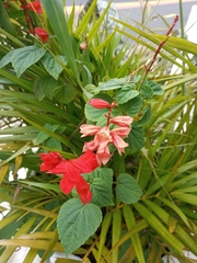 Salvia splendens