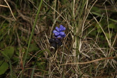 Muscari pulchellum