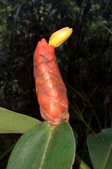 Costus scaber