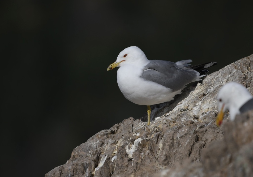 Ring-billed × California Gull