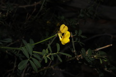 Hippocrepis emerus emeroides