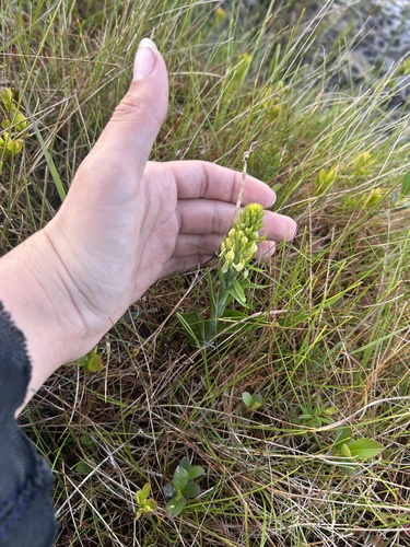 Northern White-fringed Orchid (Platanthera blephariglottis)