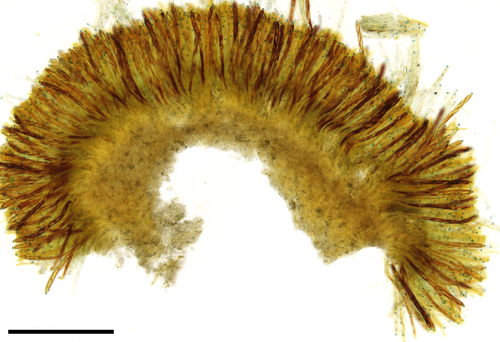 Tatraea sp. 'PA01'