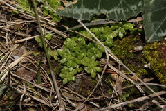Sedum litoreum