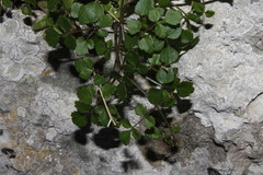 Scaligeria napiformis