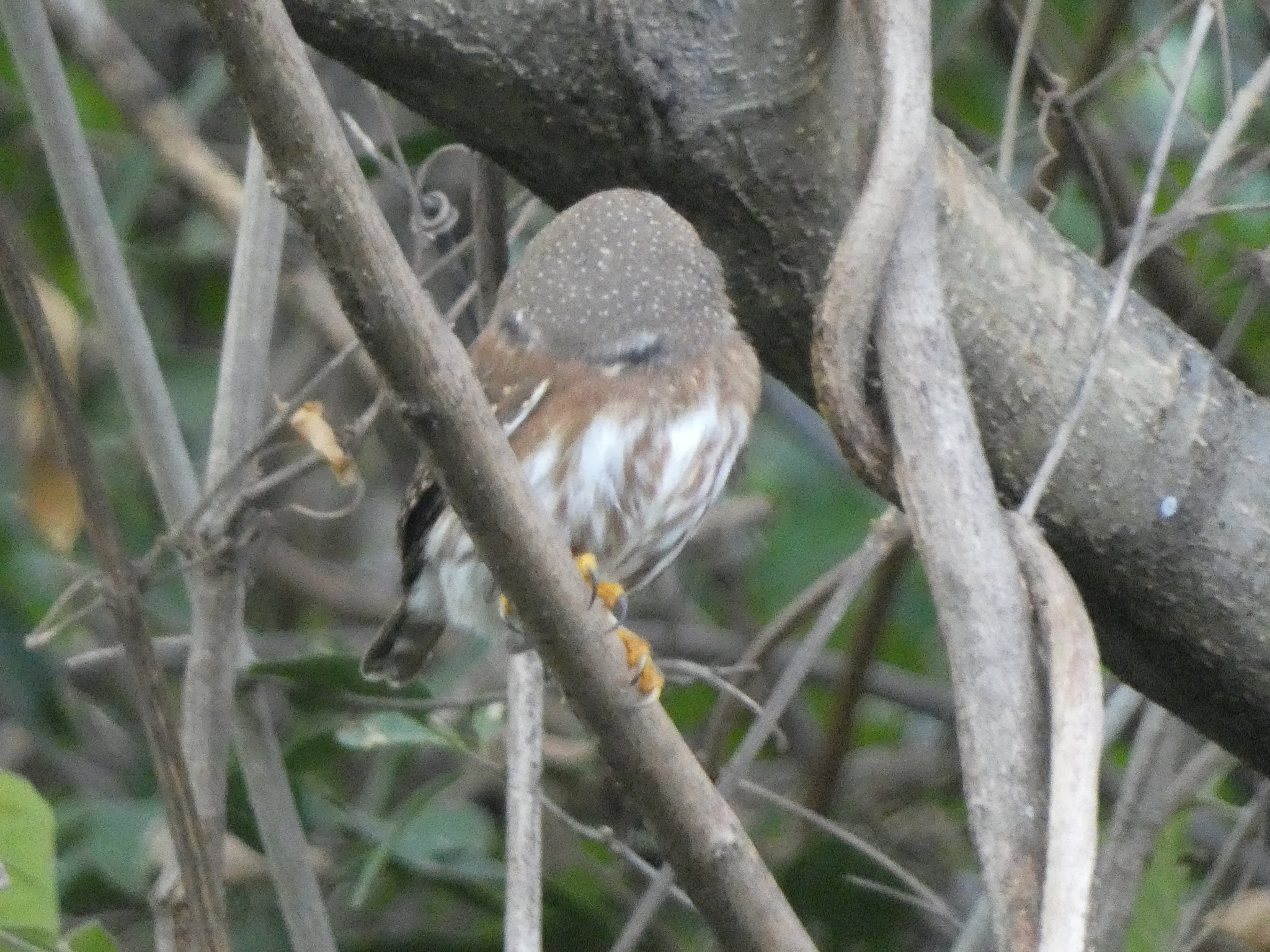 Colima Pygmy Owl (Glaucidium palmarum), photo 8
