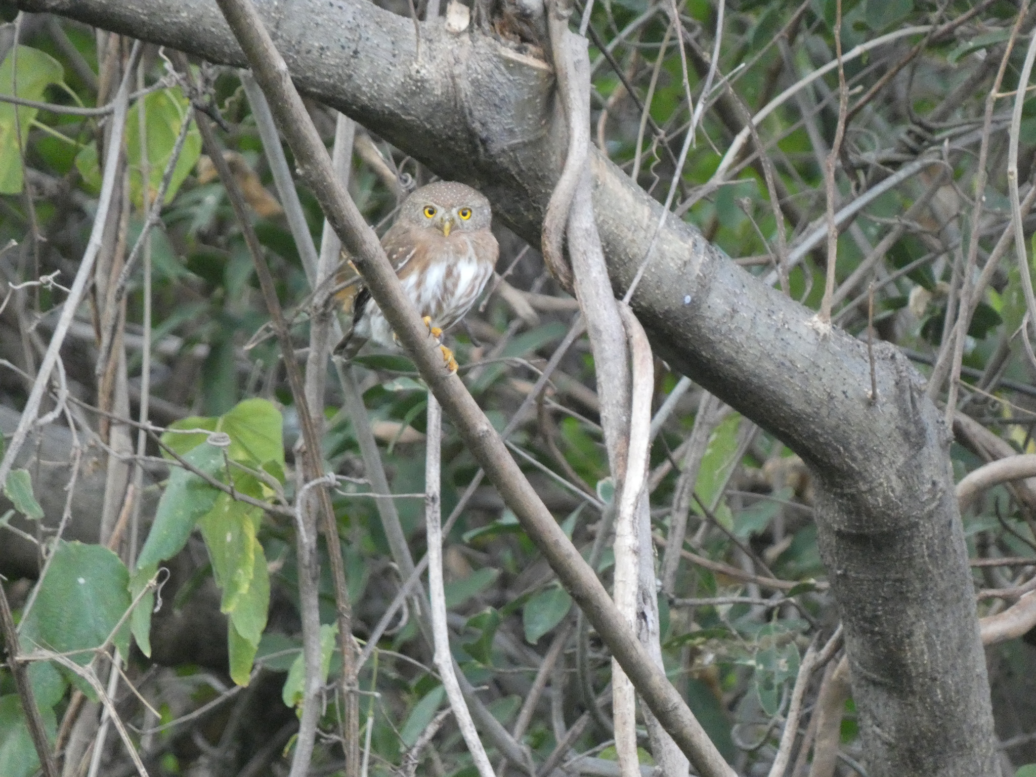 Colima Pygmy Owl (Glaucidium palmarum), photo 9