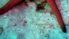 Istigobius decoratus