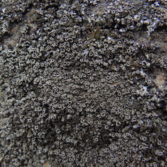 Phaeophyscia adiastola