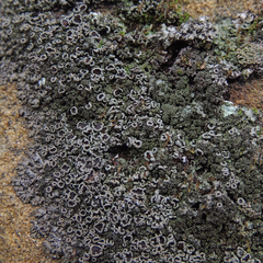 Phaeophyscia adiastola