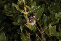 Microlechia rhamnifoliae