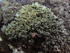 Phaeophyscia adiastola