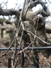 Ulmus glabra camperdownii