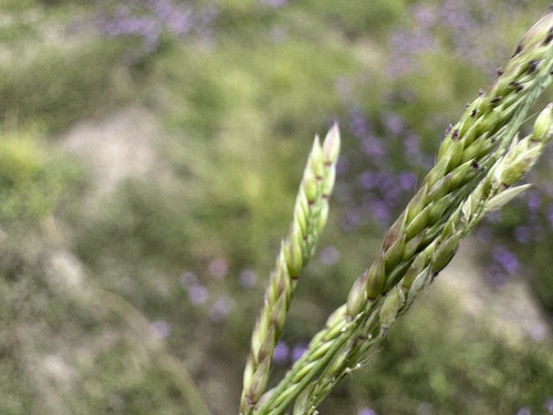Eriochloa procera iNat (3)