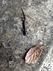 Plethodontinae