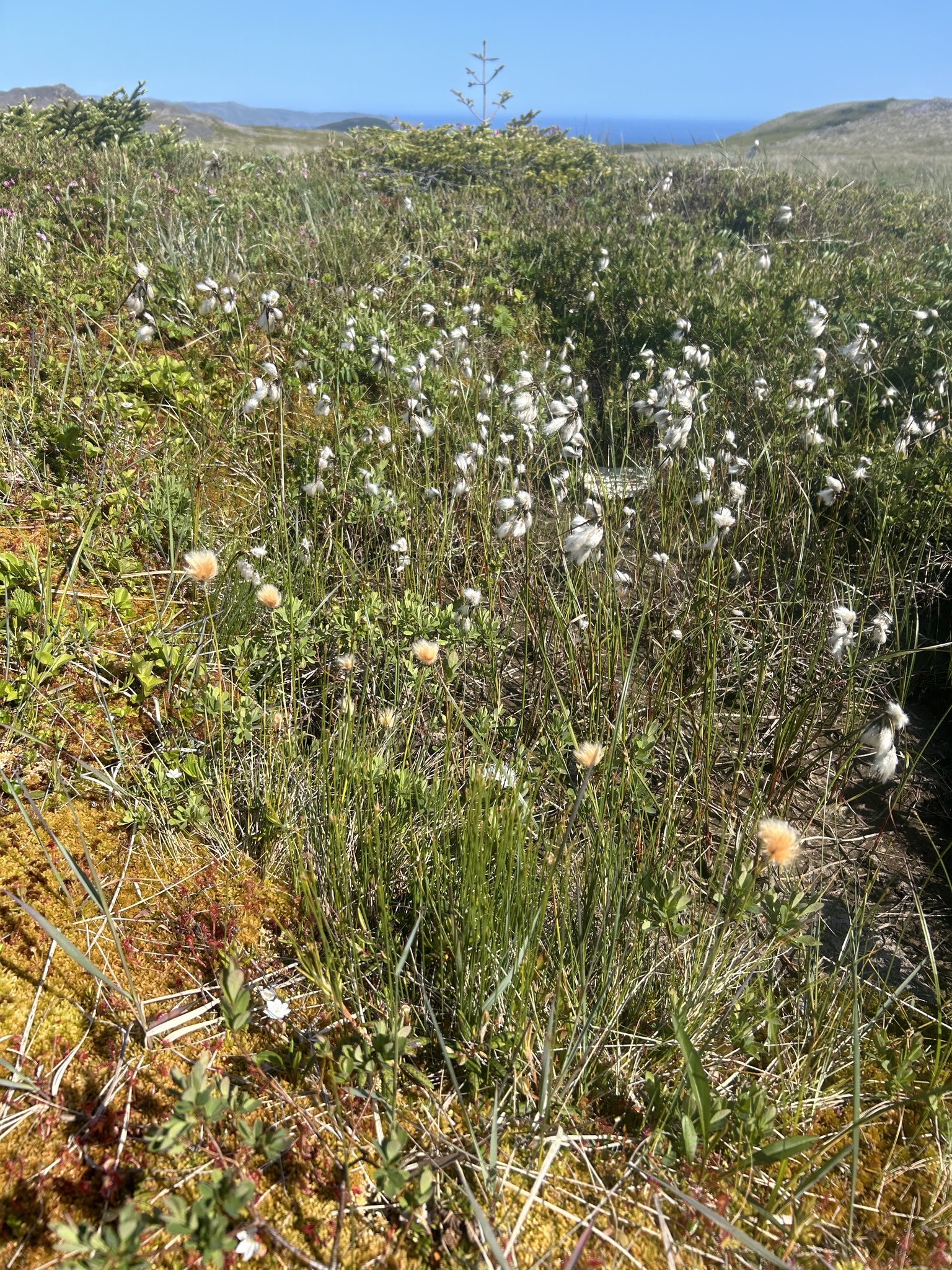 Russet Cottongrass (Eriophorum chamissonis)
