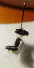 Ips sexdentatus