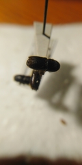 Ips sexdentatus
