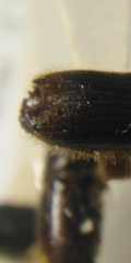 Ips sexdentatus