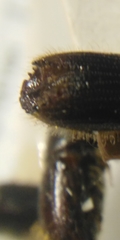 Ips sexdentatus