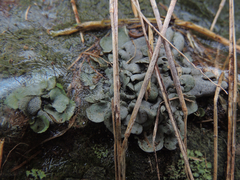 Dermatocarpon luridum