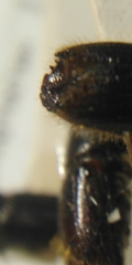 Ips sexdentatus