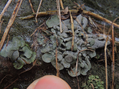 Dermatocarpon luridum