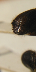 Ips sexdentatus