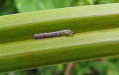 Acronicta rumicis