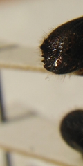 Ips sexdentatus