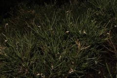 Genista acanthoclada