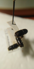 Ips sexdentatus