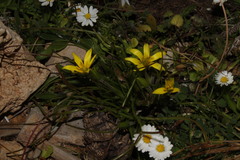 Gagea peduncularis