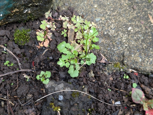 Cardamine flexuosa observed 2026-01-08