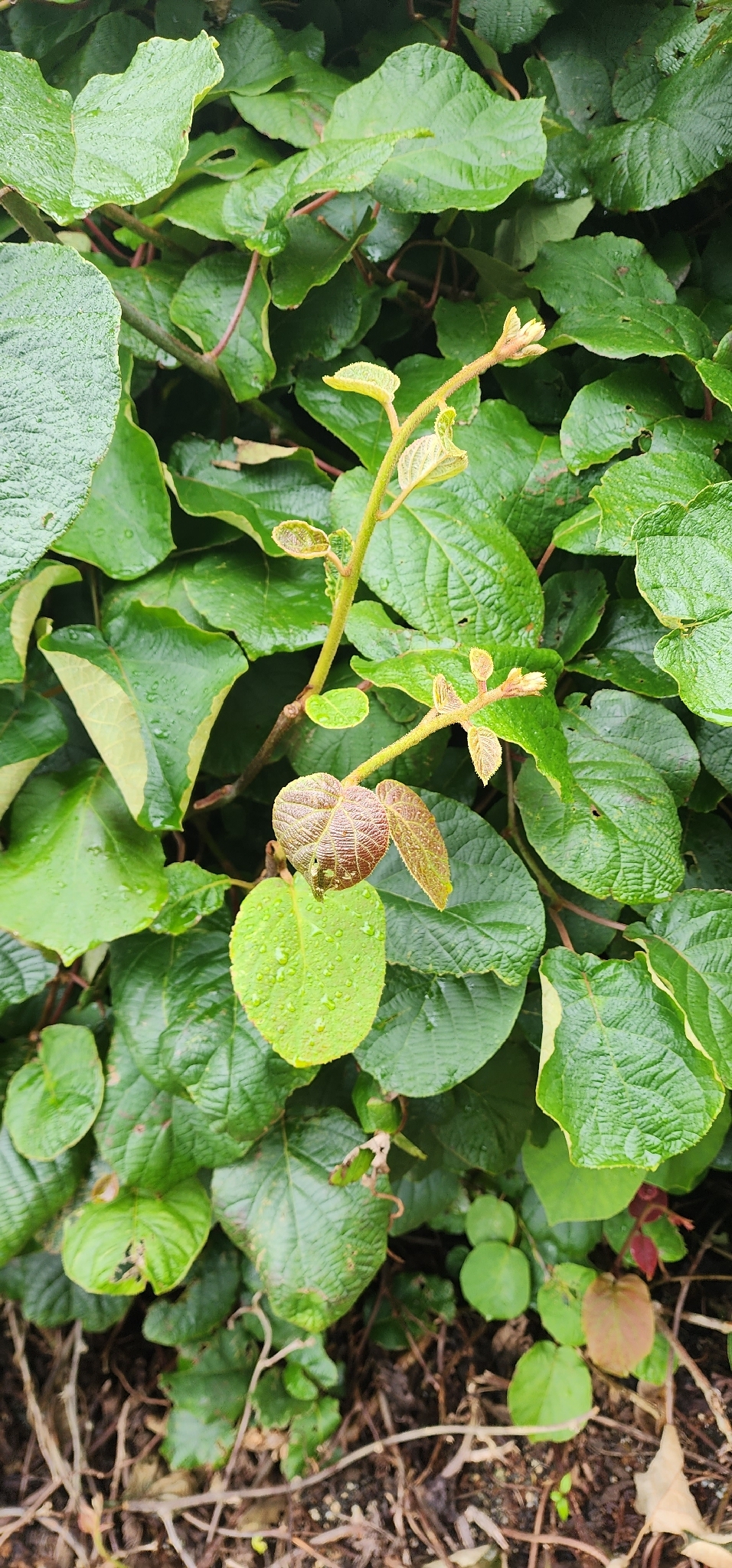 Imagem de Kiwi amarelo