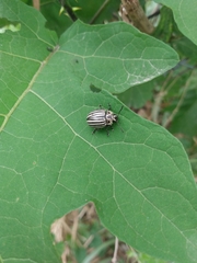 Leptinotarsa undecimlineata undecimlineata