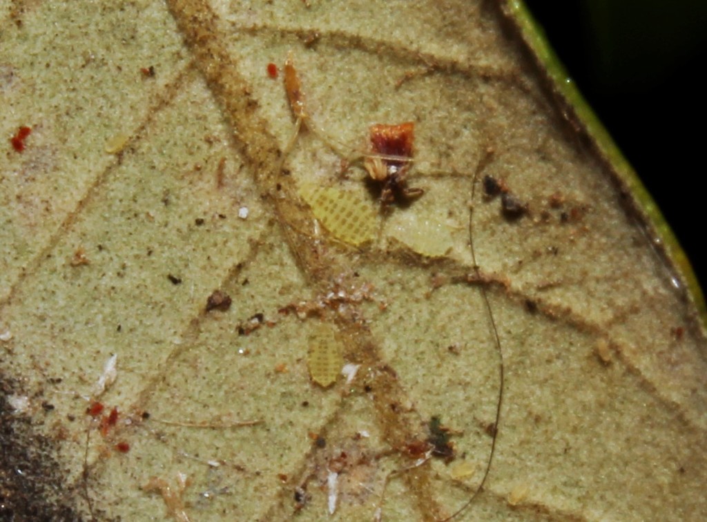 Southern Oak Aphids