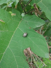 Leptinotarsa undecimlineata undecimlineata