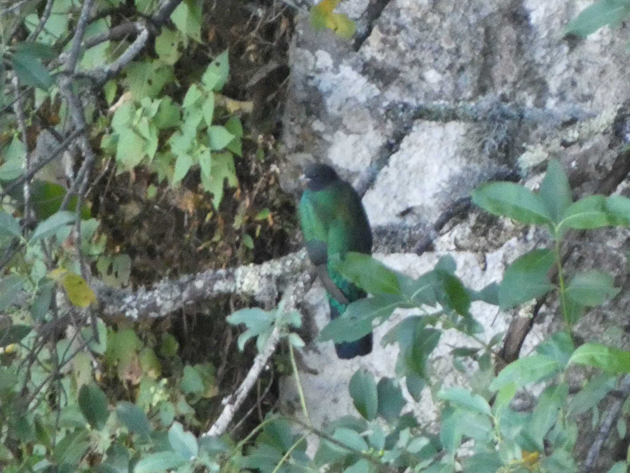 Eared Quetzal (Euptilotis neoxenus), photo 1