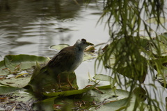 Porphyrio flavirostris
