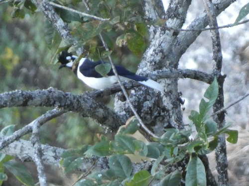 Tufted Jay (Cyanocorax dickeyi)