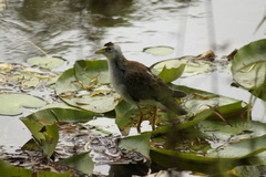 Porphyrio flavirostris