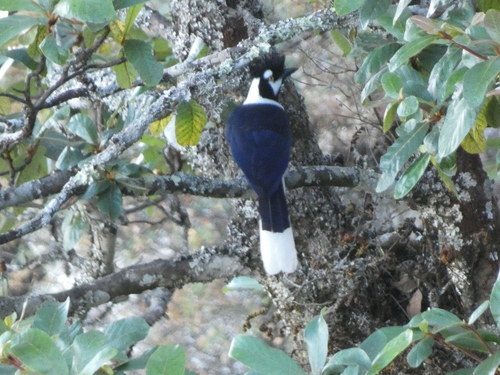 Tufted Jay (Cyanocorax dickeyi), photo 2