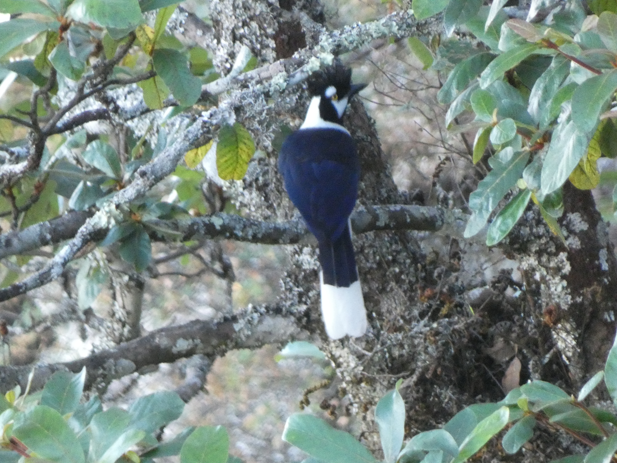Tufted Jay (Cyanocorax dickeyi), photo 2