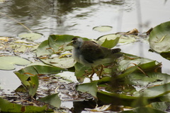 Porphyrio flavirostris